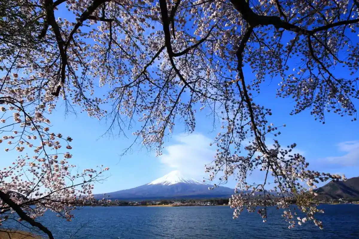 Cherry blossom branches framing Mount Fuji across a lakeside view